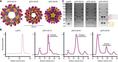 Design and immunological evaluation of two-component protein nanoparticle vaccines for East Coast fever